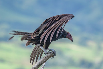 Turkey Vulture in flight. Turkey Vulture Cathartes aura, in flight, Dominican Republic.