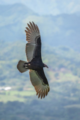 Turkey Vulture in flight. Turkey Vulture Cathartes aura, in flight, Dominican Republic.