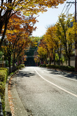 Obraz premium 大阪豊中・欅並木