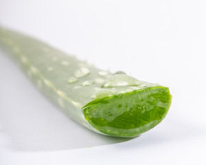 Cut aloe vera stem on white