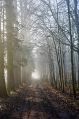 Road through a mysterious dark forest in fog with green leaves on a Spring morning with the sun rising, creating a Magical atmosphere as in a Fairytale