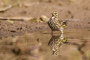 close up of Rosy Pipit(Anthus roseatus)