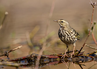 close up of Rosy Pipit(Anthus roseatus)
