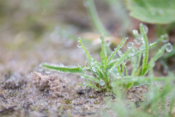 Gotas de rocío sobre la hierba verde por la mañana