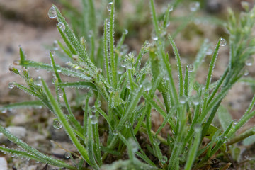 Gotas de rocío sobre la hierba verde por la mañana