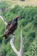 Turkey Vulture in flight. Turkey Vulture Cathartes aura, in flight, Dominican Republic.