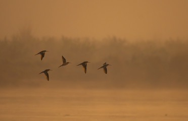 Fototapeta na wymiar Flock of birds flying at sunrise over river 