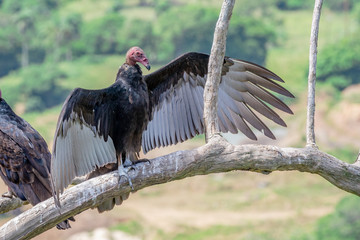 Turkey Vulture in flight. Turkey Vulture Cathartes aura, in flight, Dominican Republic.