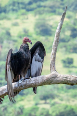 Turkey Vulture in flight. Turkey Vulture Cathartes aura, in flight, Dominican Republic.