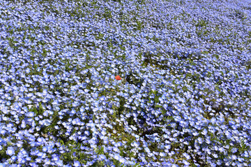 Nemophila, a famous flower of Spring