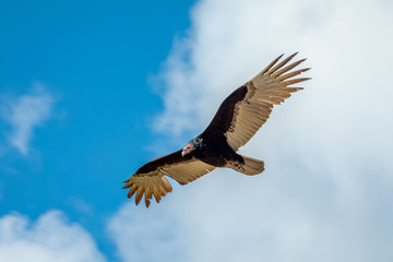 Turkey Vulture in flight. Turkey Vulture Cathartes aura, in flight, Dominican Republic.