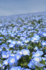 Nemophila, a famous flower of Spring