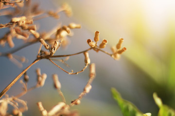 Beautiful Dry Wild flowers grass in natural sunlight on the valley mountain