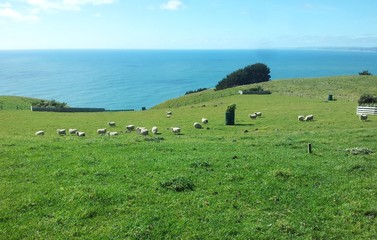 Green Sheep farm on the North Island of New Zealand, Raglan