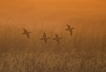 Ducks flying over Mustard fields at sunrise