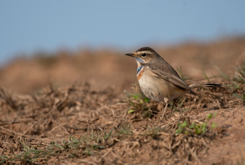 Blue throat (Luscinia svecica) Beautiful chubby brown bird 