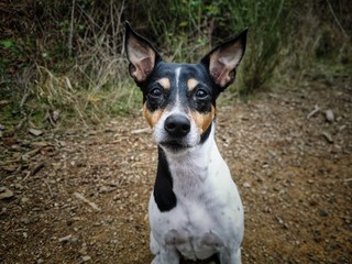 Ratonero Bodeguero Andaluz dog in the forest staring at camera