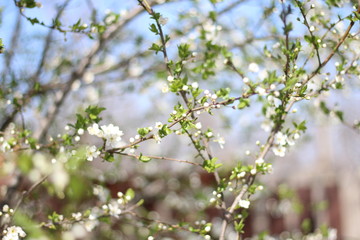 Blooming cherry branches against the blue sky on a sunny day