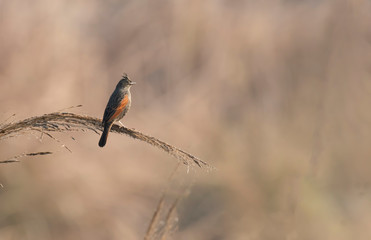 Crested Bunting on perch at sunrise 