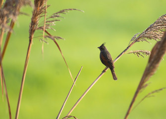 Crested Bunting on perch at sunrise 