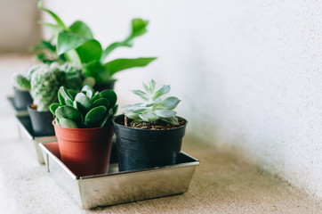 home gardening, small cactuses and ornamental plants in black plastic pots on cement floor