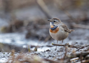 Bluethroat (Luscinia svecica)