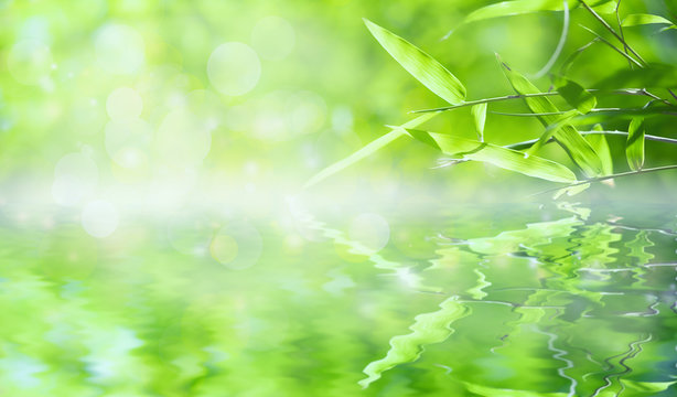 Bamboo leaves that have reflections in the water along with bokeh. Green leaf on blurred greenery background. Beautiful leaf texture in sunlight. close-up of macro with free space for text. © TimeShops