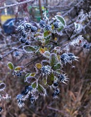 winter macro, Munich, Germany