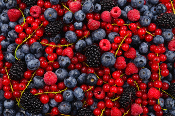 Blackberry, raspberry, blueberry,  red currant and mint background.