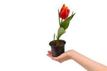 Tulip in a pot in woman hands isolated on white.