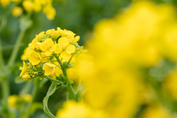 鴨川市の菜の花畑　千葉県鴨川市　日本