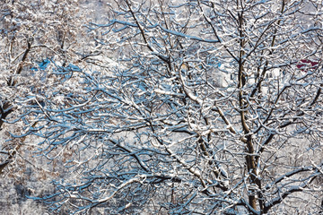 Natural background of tangle of tree branches. Branches covered with hoarfrost and snow. Winter background. Clear winter sunny landscape