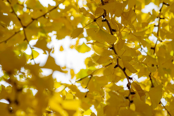 銀杏　イチョウ　 ginko