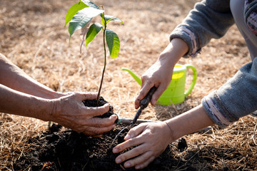 The hand of the senior woman and the hand of young women are helping each other to plant trees, World environment day, concept of transfer the environmental conservation to the next generation
