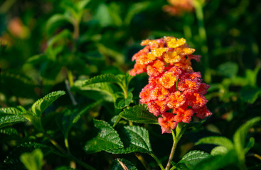 LANTANA HIRTA MULTICOLOUR FLOWER FROM VERBENACEAE FAMILY WITH ITS LEAVES 2