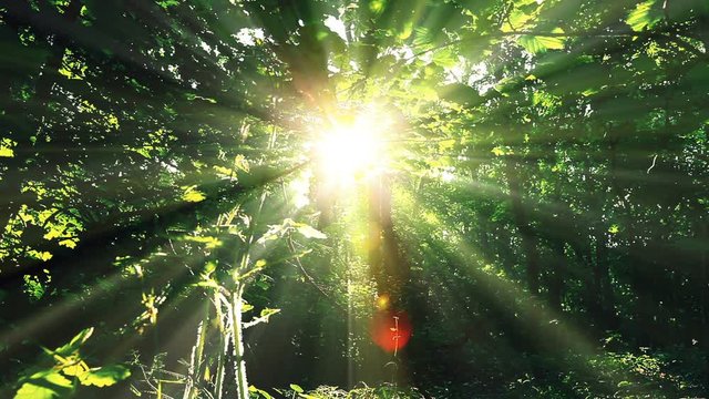 morning in a  forest. summer landscape