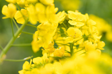 鴨川市の菜の花畑　千葉県鴨川市　日本