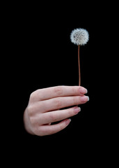 Fluffy dandelion flower in a female hand on a black background. Minimalistic black. Vertical content for social networks, wallpapers or screensavers on a smartphone, mobile phone. Clean minimal desig