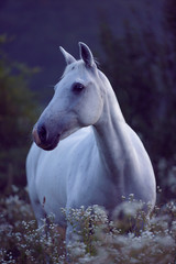 Wit ponyportret in hoog gras voor zonsopgang in het blauwe uur