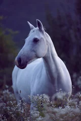 Fototapete Nachtblau Weißes Ponyporträt im hohen Gras vor Sonnenaufgang in der blauen Stunde