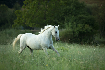 Obraz na płótnie Canvas beautiful white horse running on meadow with high green grass and with white flowers by sunrise