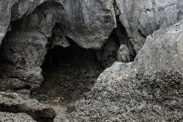 monkey sitting on stone at rock cliff island