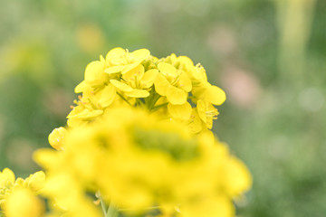 鴨川市の菜の花畑　千葉県鴨川市　日本