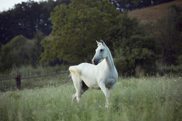 Obraz premium beautiful white horse running on meadow with high green grass and with white flowers by sunrise