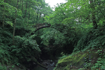 Abandoned Stone Arch Bridge in Jungle