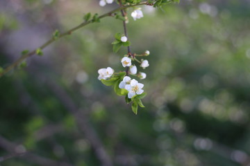 Blooming cherry branches against the blue sky on a sunny day