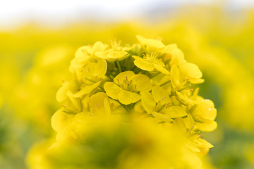 鴨川市の菜の花畑　千葉県鴨川市　日本