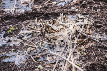 Dry grass on the ground after long winter.