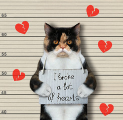 The multicolored cat was arrested. It has a sign around its neck that says I broke a lot of hearts....