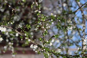 Blooming cherry branches against the blue sky on a sunny day